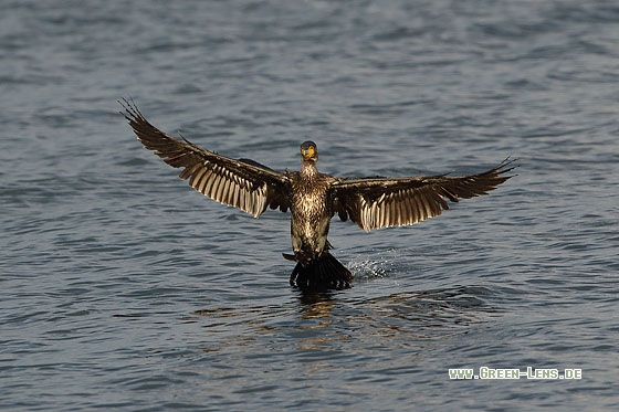 Kormoran - Copyright Stefan Pfützke