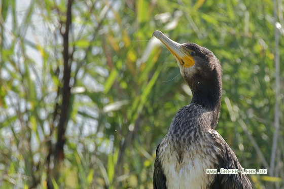 Kormoran - Copyright Stefan Pfützke