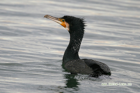 Kormoran - Copyright Stefan Pfützke