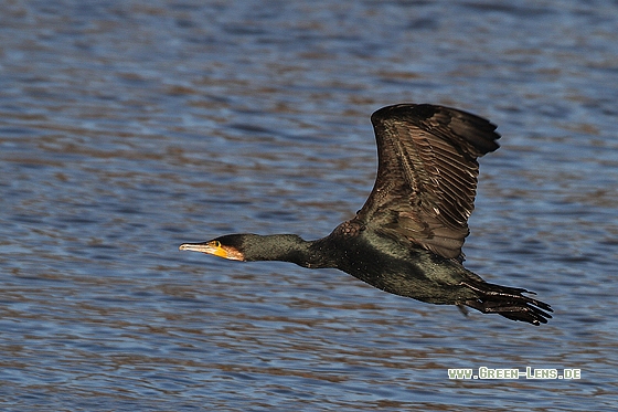 Kormoran - Copyright Stefan Pfützke
