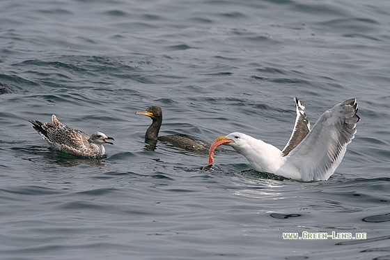 Mantelmöwe - Copyright Stefan Pfützke