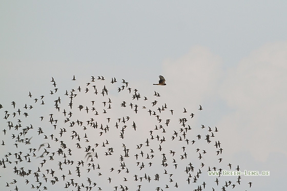 Kornweihe - Copyright Stefan Pfützke