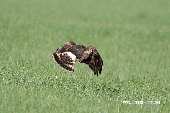 Kornweihe - Copyright Stefan Pfützke