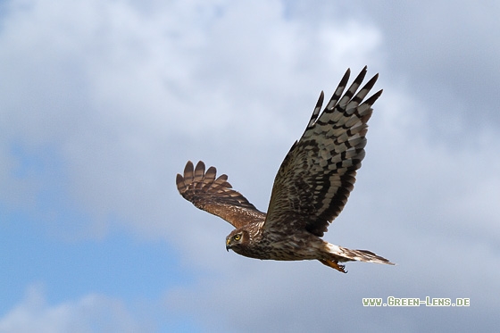 Kornweihe - Copyright Stefan Pfützke