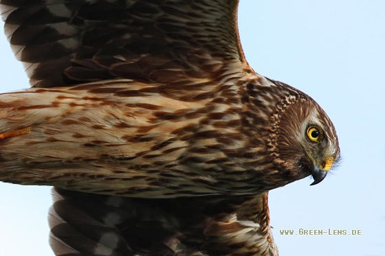 Kornweihe - Copyright Stefan Pfützke