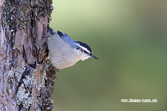 Korsenkleiber - Copyright Christoph Moning