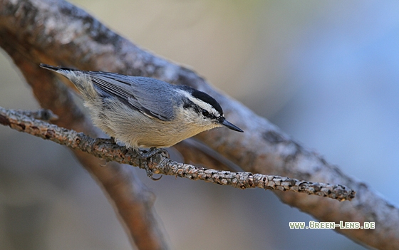 Korsenkleiber - Copyright Christoph Moning