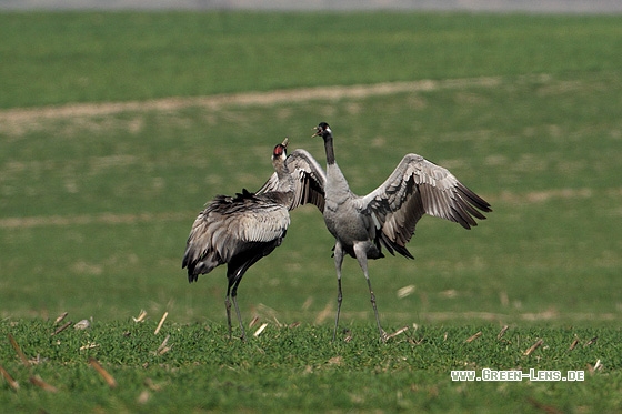 Kranich - Copyright Stefan Pfützke