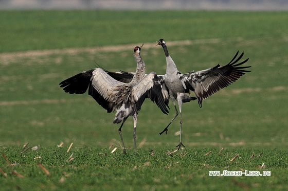 Kranich - Copyright Stefan Pfützke