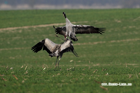 Kranich - Copyright Stefan Pfützke