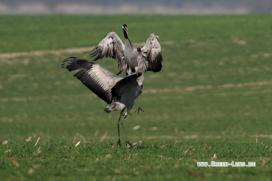 Kranich - Copyright Stefan Pfützke