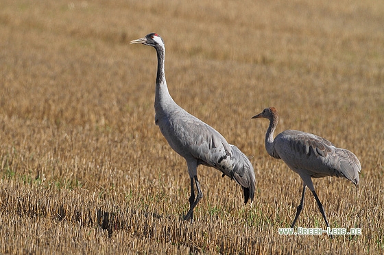 Kranich - Copyright Stefan Pfützke