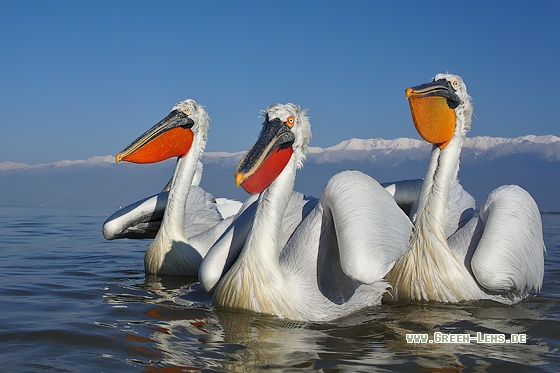 Krauskopfpelikan - Copyright Stefan Pfützke