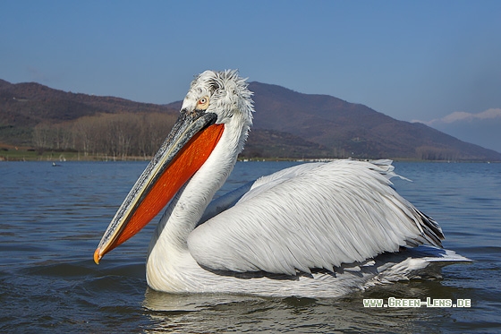 Krauskopfpelikan - Copyright Stefan Pfützke