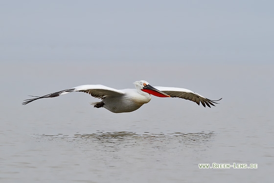 Krauskopfpelikan - Copyright Stefan Pfützke