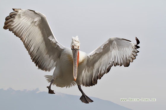 Krauskopfpelikan - Copyright Stefan Pfützke