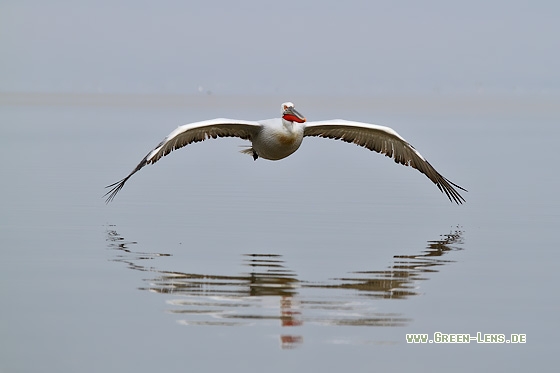 Krauskopfpelikan - Copyright Stefan Pfützke