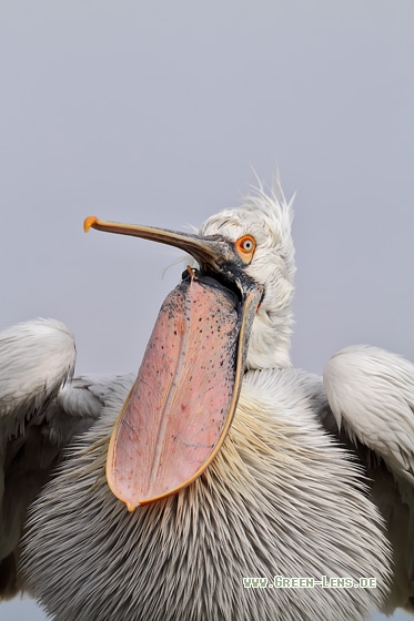 Krauskopfpelikan - Copyright Stefan Pfützke
