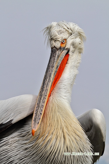 Krauskopfpelikan - Copyright Stefan Pfützke