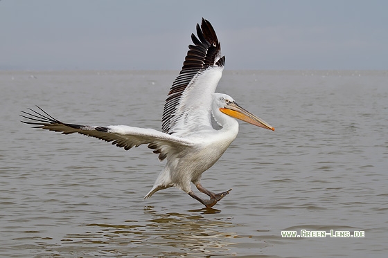 Krauskopfpelikan - Copyright Stefan Pfützke