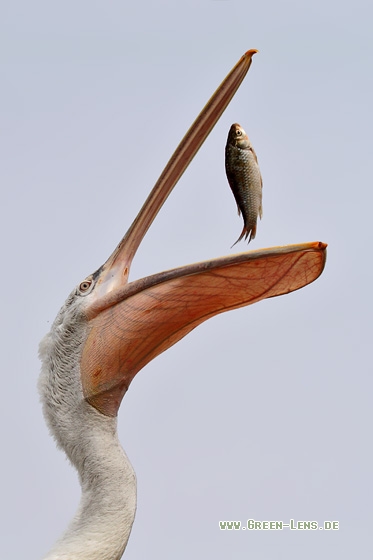 Krauskopfpelikan - Copyright Stefan Pfützke