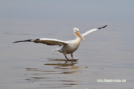 Krauskopfpelikan - Copyright Stefan Pfützke