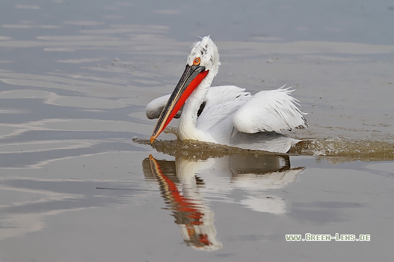 Krauskopfpelikan - Copyright Stefan Pfützke