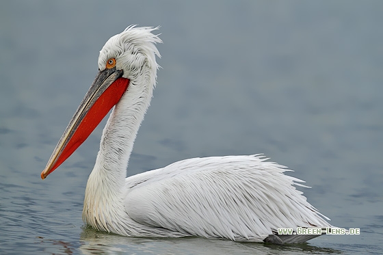 Krauskopfpelikan - Copyright Stefan Pfützke