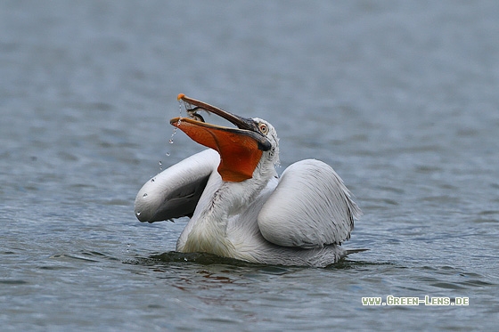 Krauskopfpelikan - Copyright Stefan Pfützke