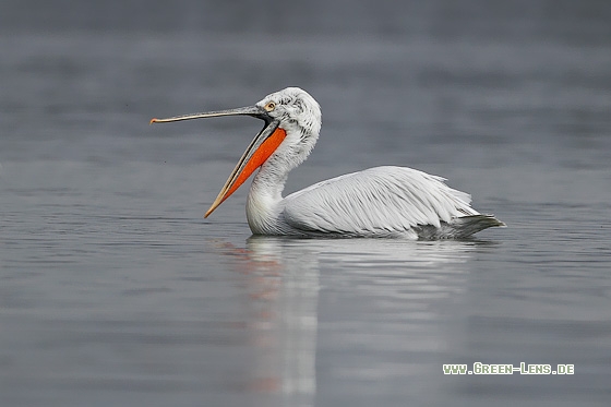 Krauskopfpelikan - Copyright Stefan Pfützke