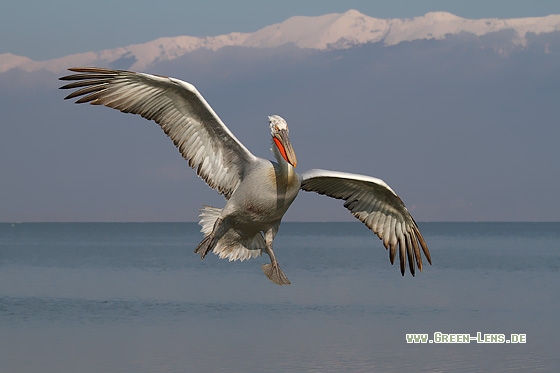 Krauskopfpelikan - Copyright Stefan Pfützke
