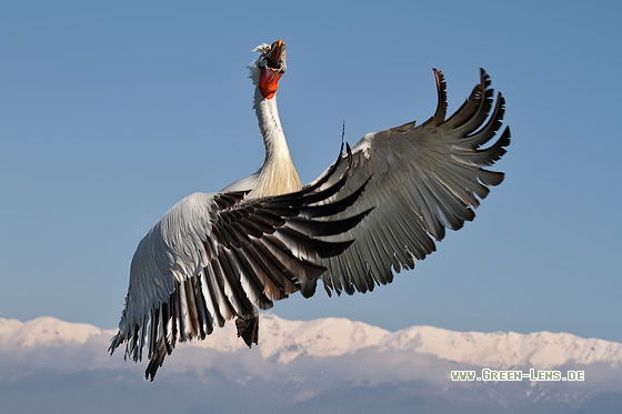 Krauskopfpelikan - Copyright Stefan Pfützke