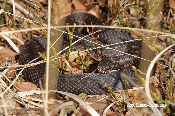 Kreuzotter - Copyright Stefan Pfützke