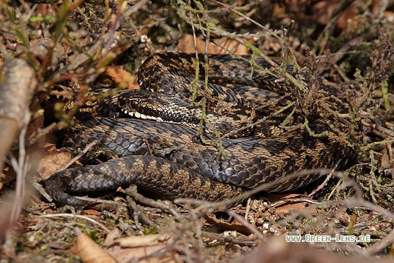 Kreuzotter - Copyright Stefan Pfützke