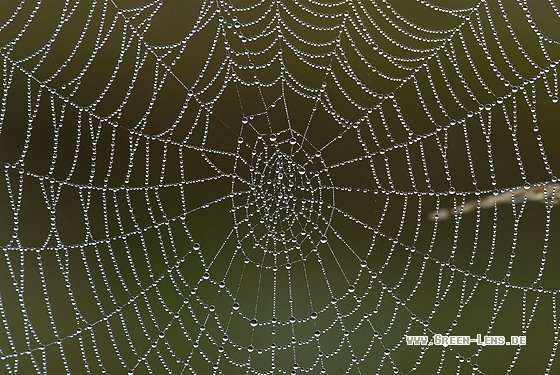 Kreuzspinne - Copyright Christian Gelpke