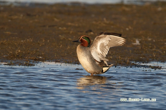 Krickente - Copyright Stefan Pfützke