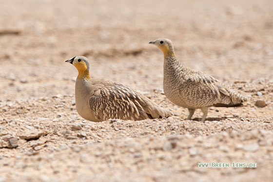 Kronenflughuhn - Copyright Mathias Putze