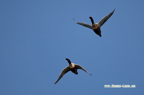 Löffelente - Copyright Mathias Putze