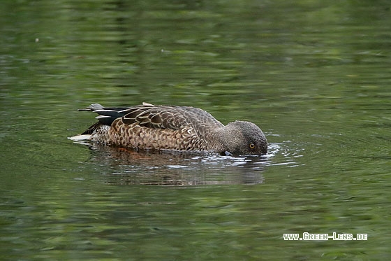 Löffelente - Copyright Stefan Pfützke