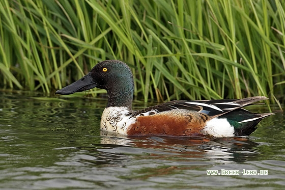 Löffelente - Copyright Stefan Pfützke