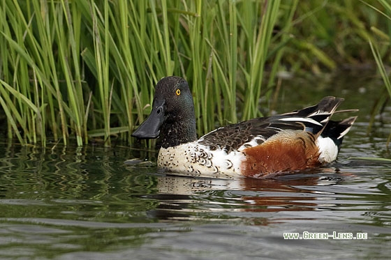 Löffelente - Copyright Stefan Pfützke