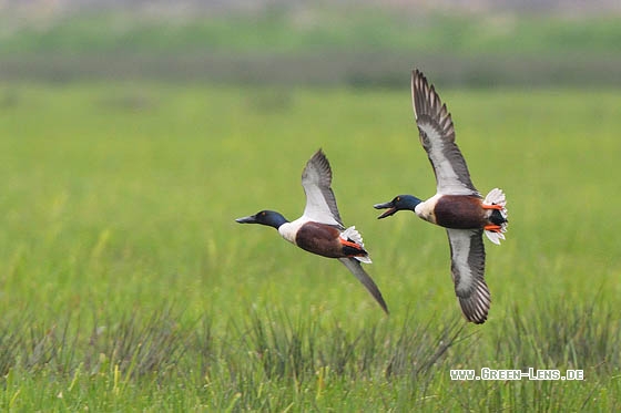 Löffelente - Copyright Stefan Pfützke