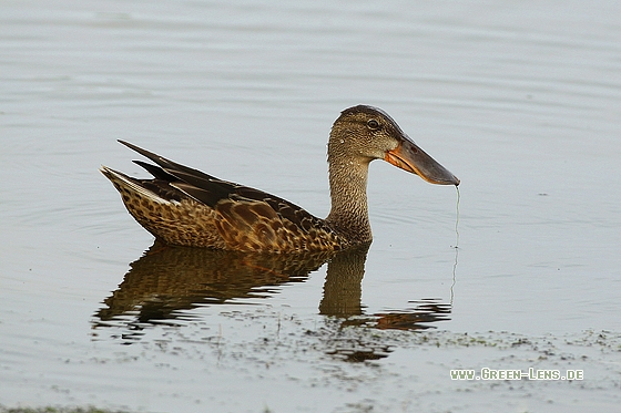 Löffelente - Copyright Stefan Pfützke