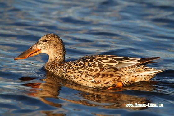 Löffelente - Copyright Stefan Pfützke