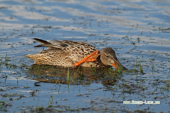 Löffelente - Copyright Stefan Pfützke