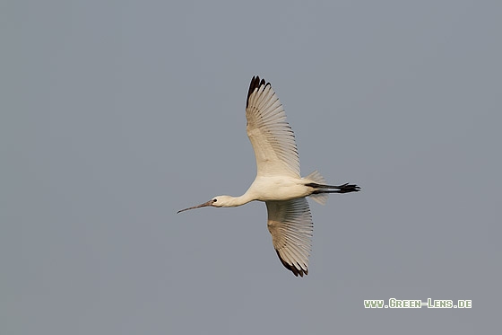 Löffler - Copyright Stefan Pfützke