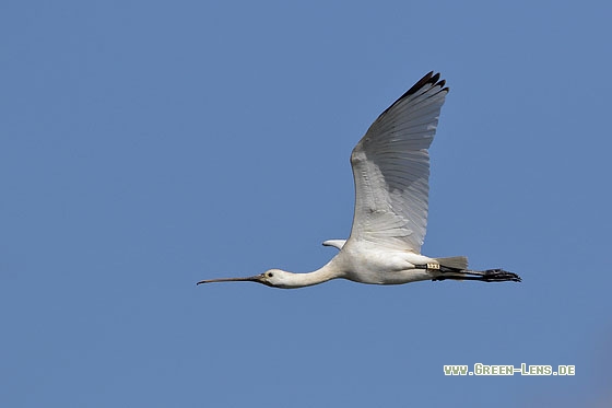 Löffler - Copyright Stefan Pfützke