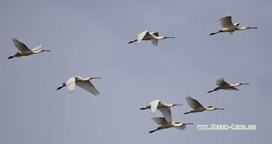 Löffler - Copyright Stefan Pfützke