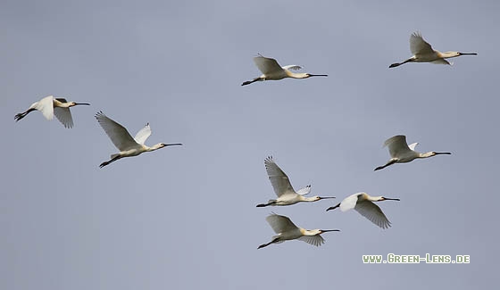 Löffler - Copyright Stefan Pfützke