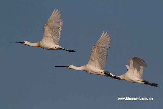 Löffler - Copyright Stefan Pfützke